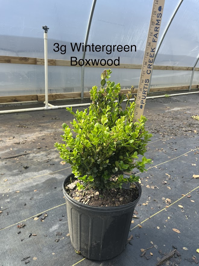 buxus-microphylla-wintergreen-littleleaf-boxwood