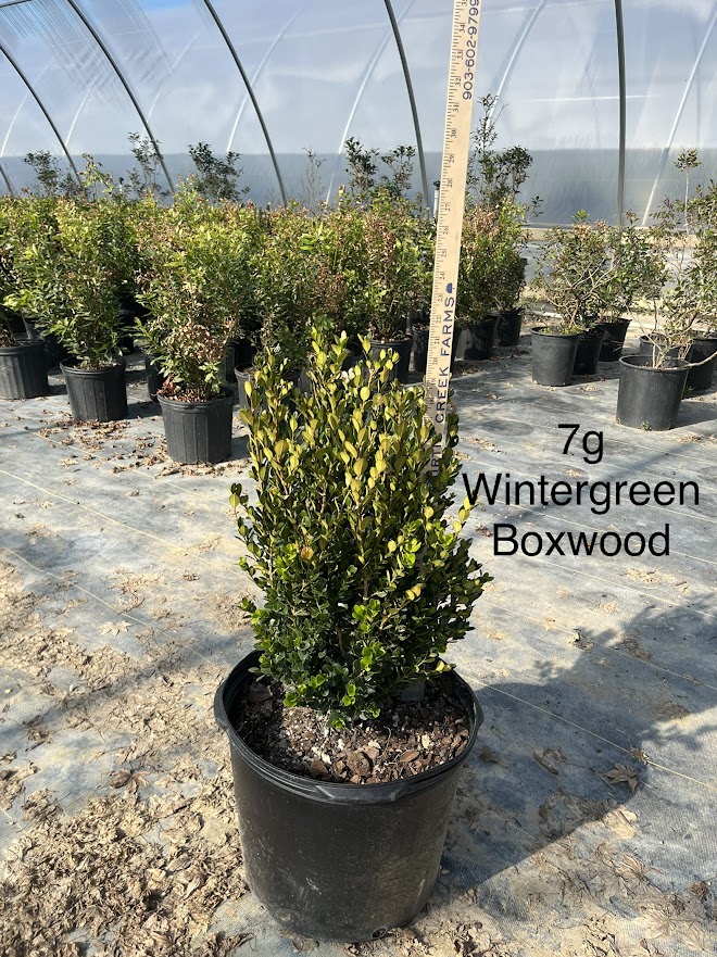 buxus-microphylla-wintergreen-littleleaf-boxwood