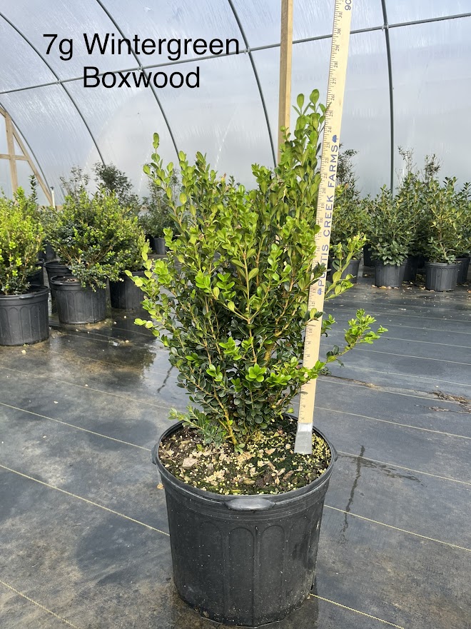 buxus-microphylla-wintergreen-littleleaf-boxwood