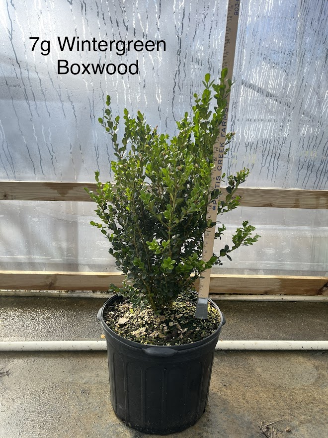 buxus-microphylla-wintergreen-littleleaf-boxwood