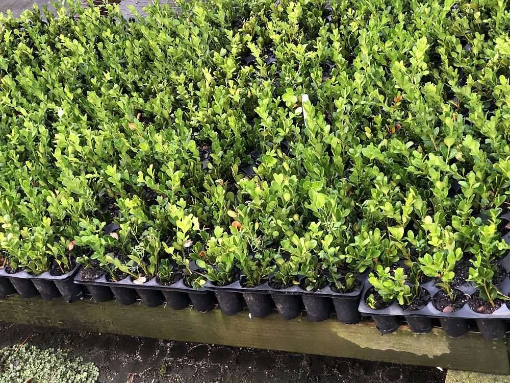 buxus-microphylla-wintergreen-littleleaf-boxwood