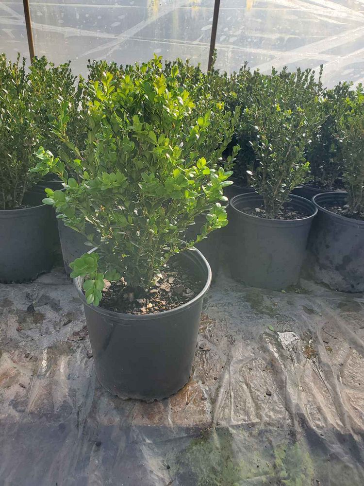 buxus-microphylla-wintergreen-littleleaf-boxwood