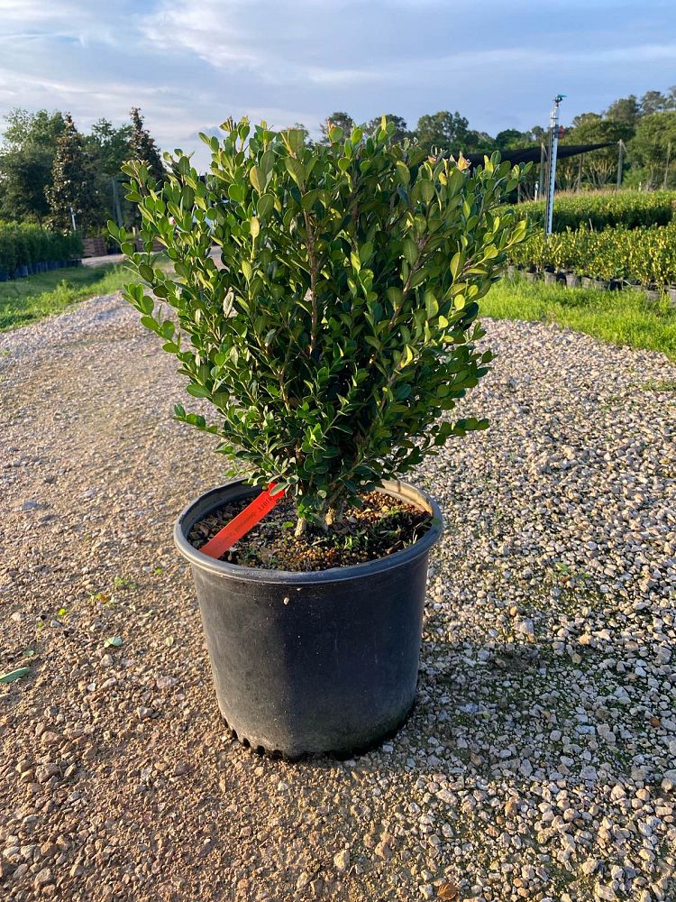 buxus-microphylla-wintergreen-littleleaf-boxwood