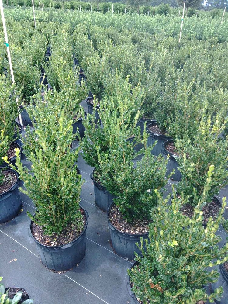 buxus-microphylla-wintergreen-littleleaf-boxwood