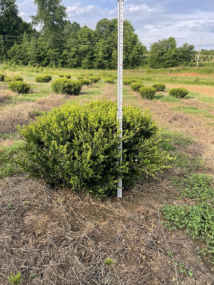 buxus-microphylla-wintergreen-littleleaf-boxwood