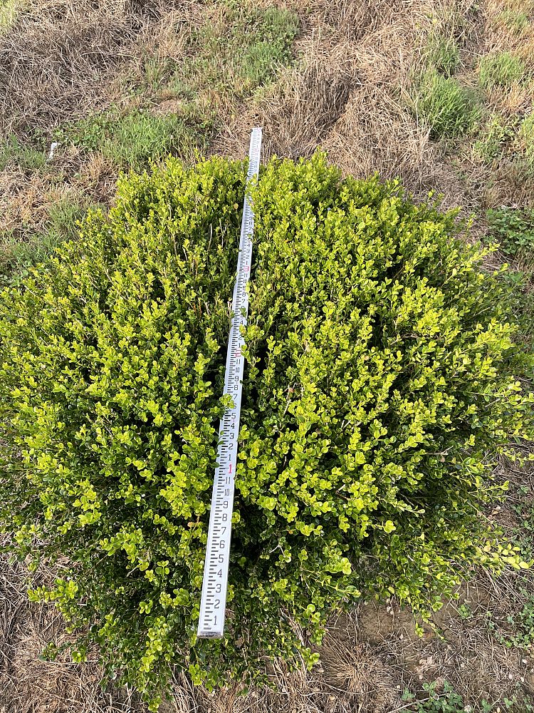 buxus-microphylla-wintergreen-littleleaf-boxwood