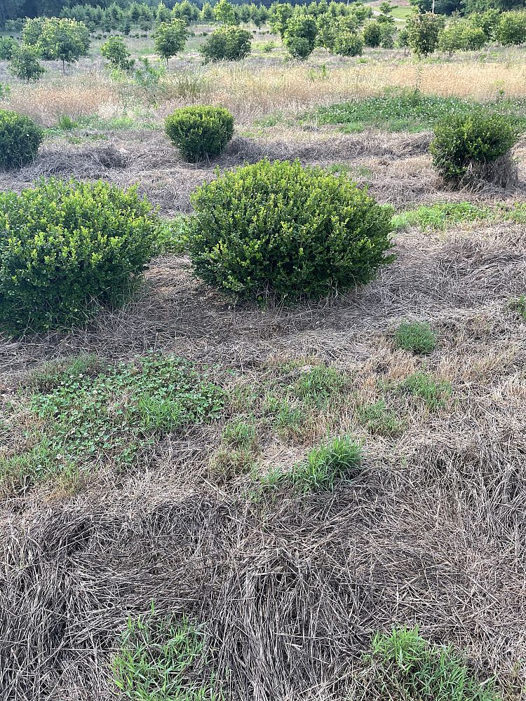 buxus-microphylla-wintergreen-littleleaf-boxwood