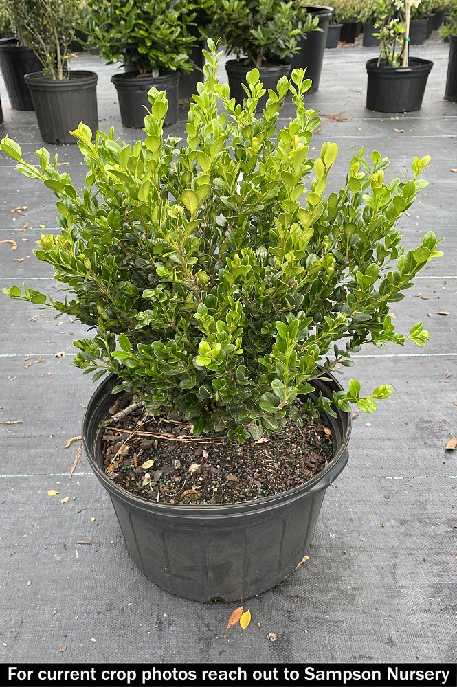 buxus-microphylla-wintergreen-littleleaf-boxwood