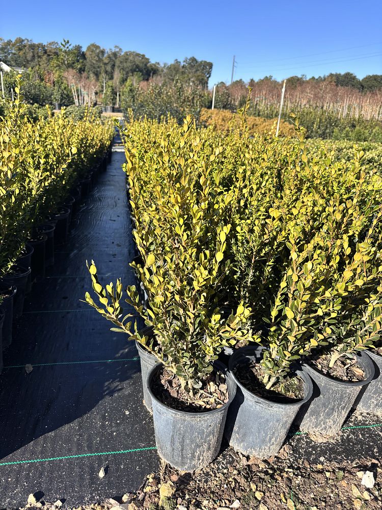 buxus-microphylla-wintergreen-littleleaf-boxwood