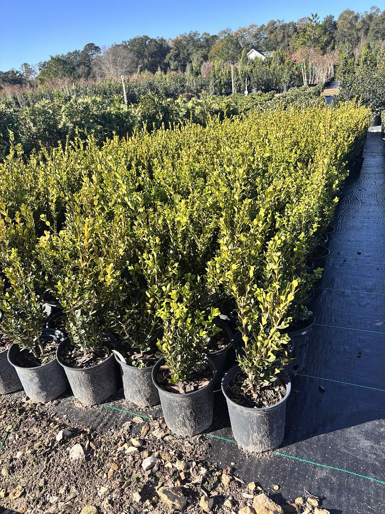 buxus-microphylla-wintergreen-littleleaf-boxwood