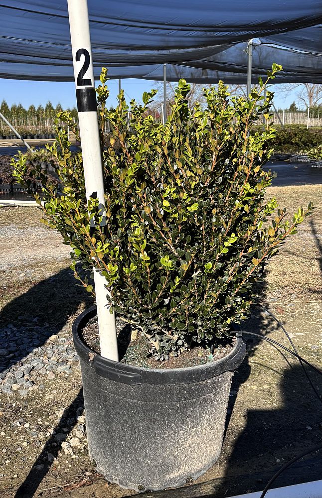 buxus-microphylla-wintergreen-littleleaf-boxwood