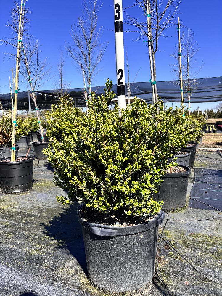 buxus-microphylla-wintergreen-littleleaf-boxwood