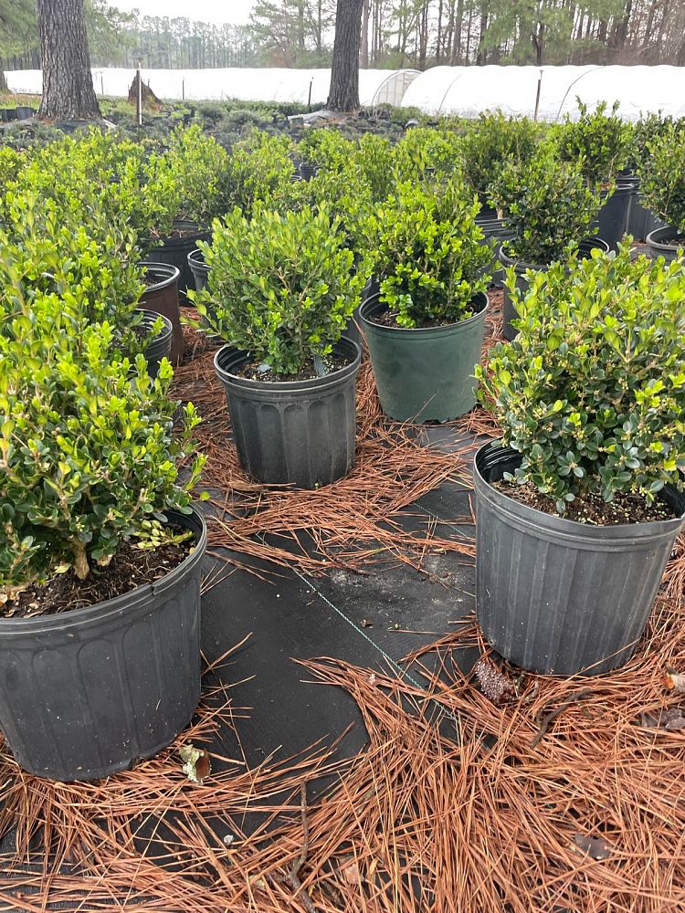buxus-microphylla-wintergreen-littleleaf-boxwood