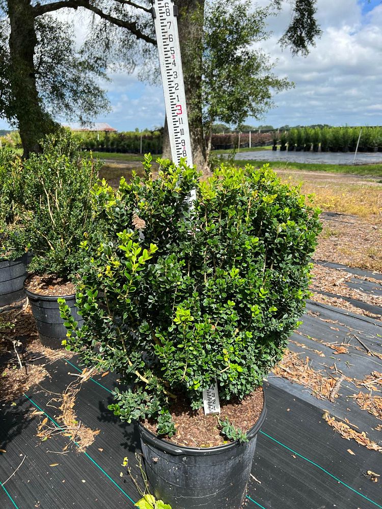 buxus-microphylla-wintergreen-littleleaf-boxwood
