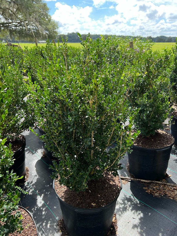 buxus-microphylla-wintergreen-littleleaf-boxwood