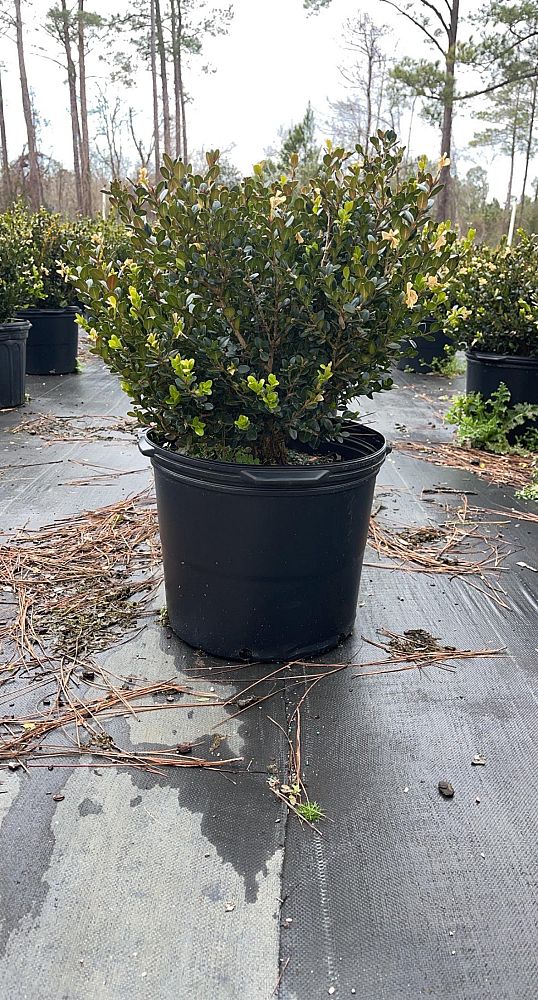 buxus-microphylla-wintergreen-littleleaf-boxwood