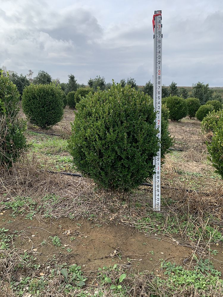 buxus-microphylla-wintergreen-littleleaf-boxwood