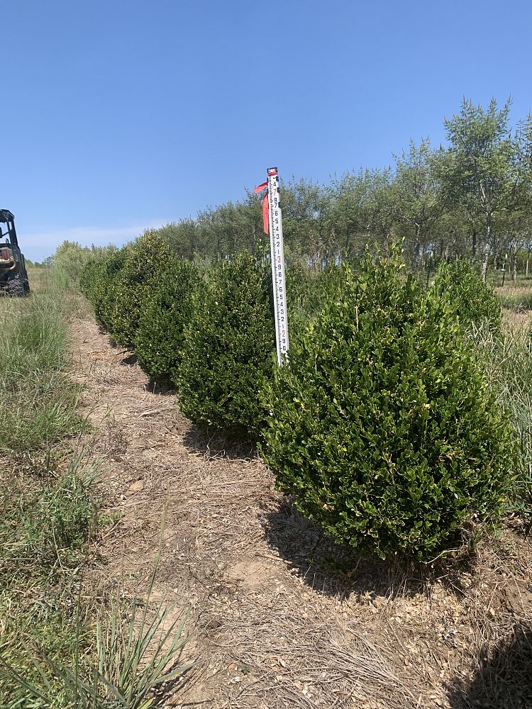 buxus-microphylla-wintergreen-littleleaf-boxwood