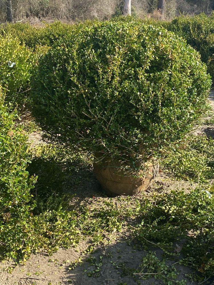 buxus-microphylla-wintergreen-littleleaf-boxwood