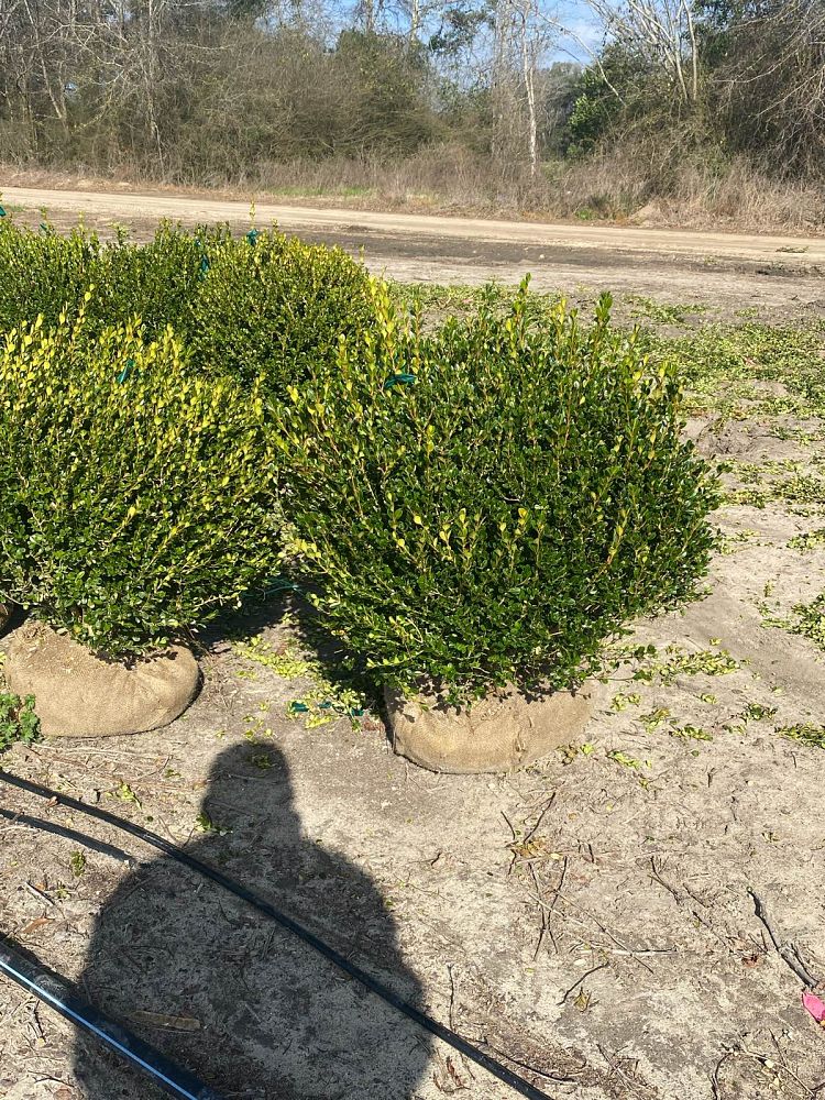 buxus-microphylla-wintergreen-littleleaf-boxwood