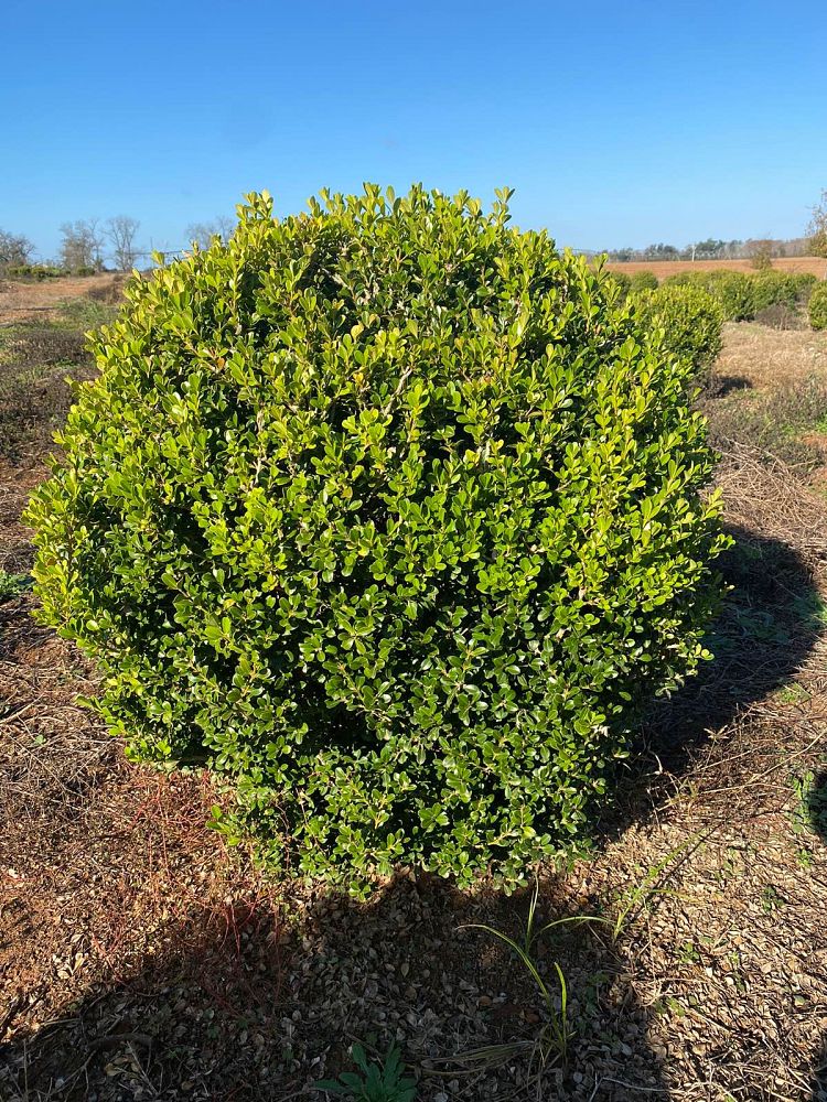 buxus-microphylla-wintergreen-littleleaf-boxwood