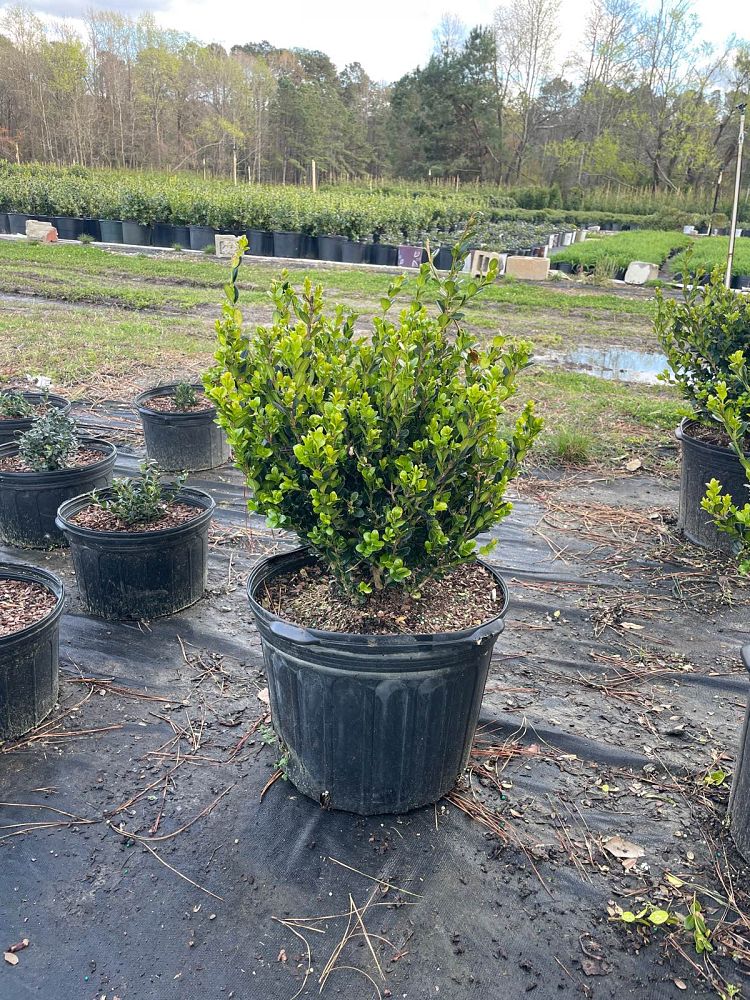 buxus-microphylla-wintergreen-littleleaf-boxwood