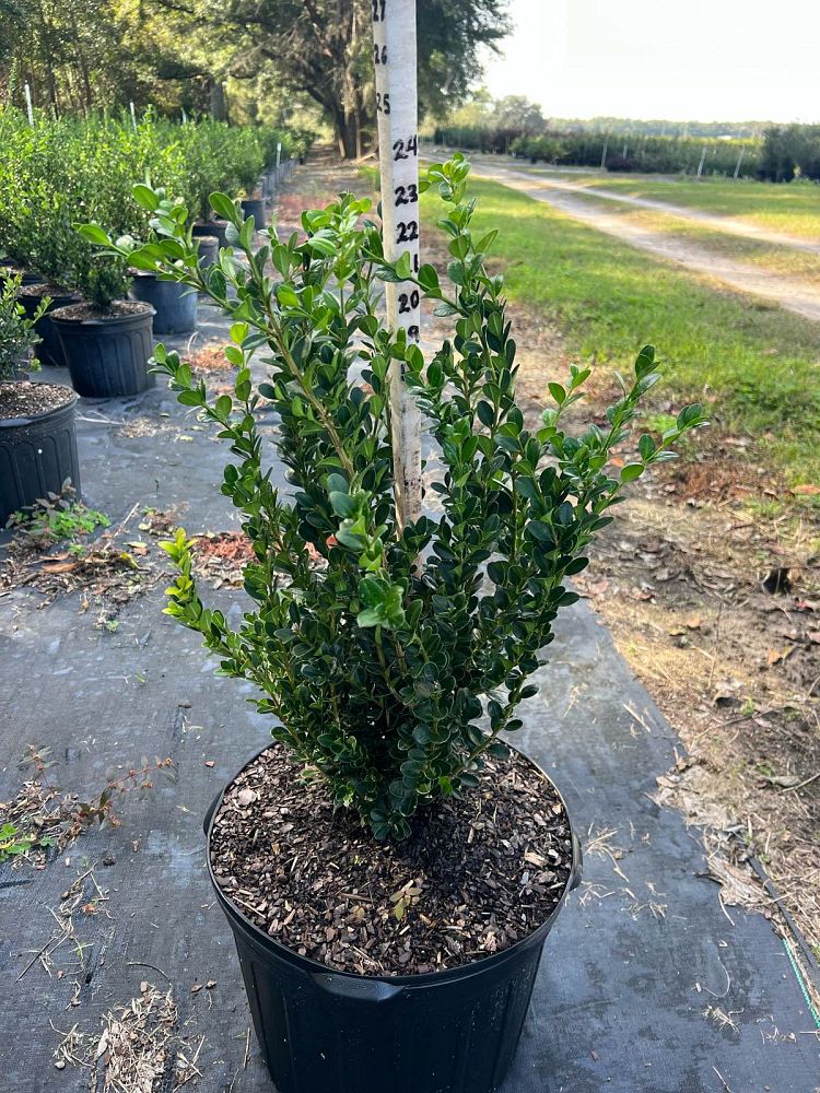 buxus-microphylla-wintergreen-littleleaf-boxwood