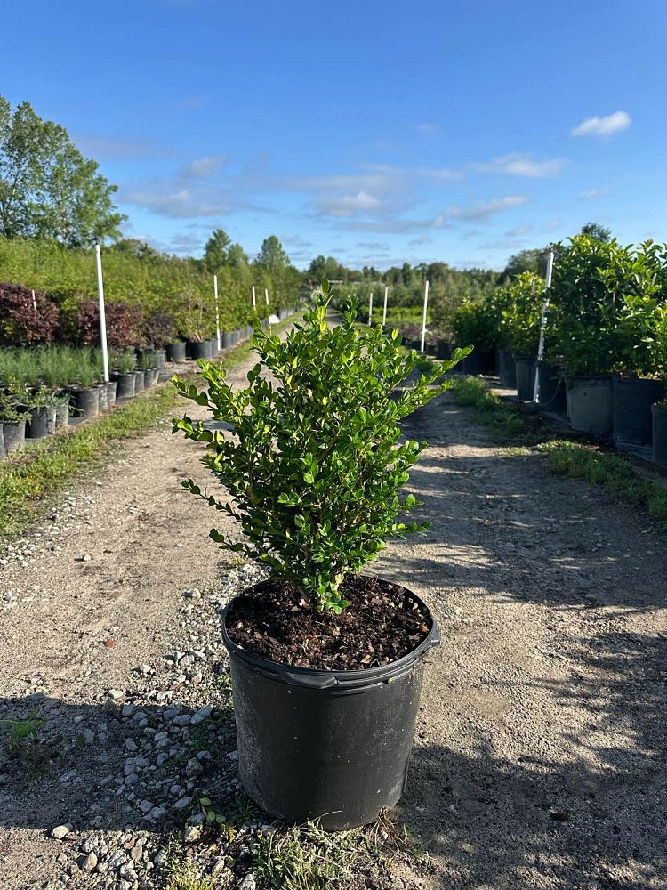 buxus-microphylla-wintergreen-littleleaf-boxwood