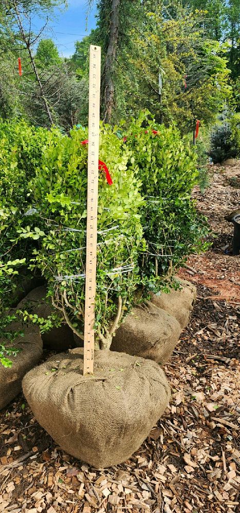 buxus-microphylla-wintergreen-littleleaf-boxwood