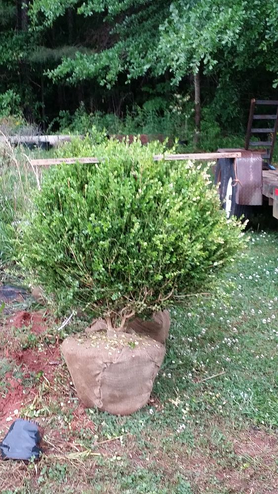 buxus-microphylla-wintergreen-littleleaf-boxwood