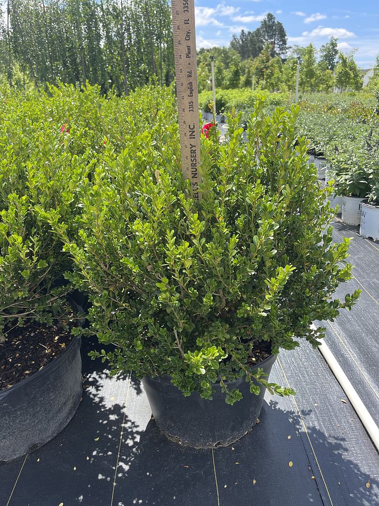buxus-microphylla-wintergreen-littleleaf-boxwood