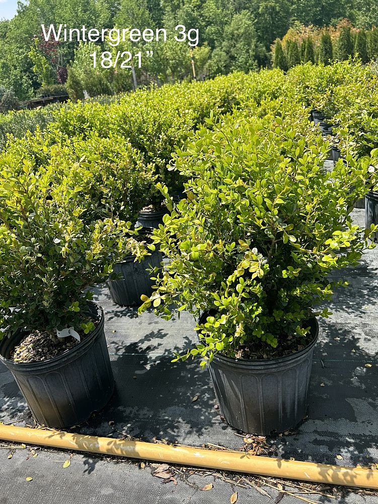 buxus-microphylla-wintergreen-littleleaf-boxwood