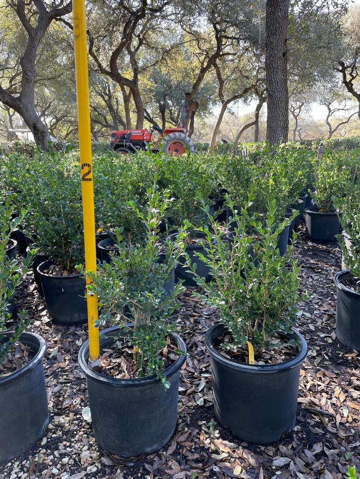 buxus-microphylla-wintergreen-littleleaf-boxwood