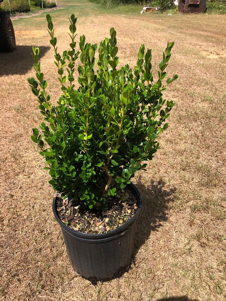 buxus-microphylla-wintergreen-littleleaf-boxwood