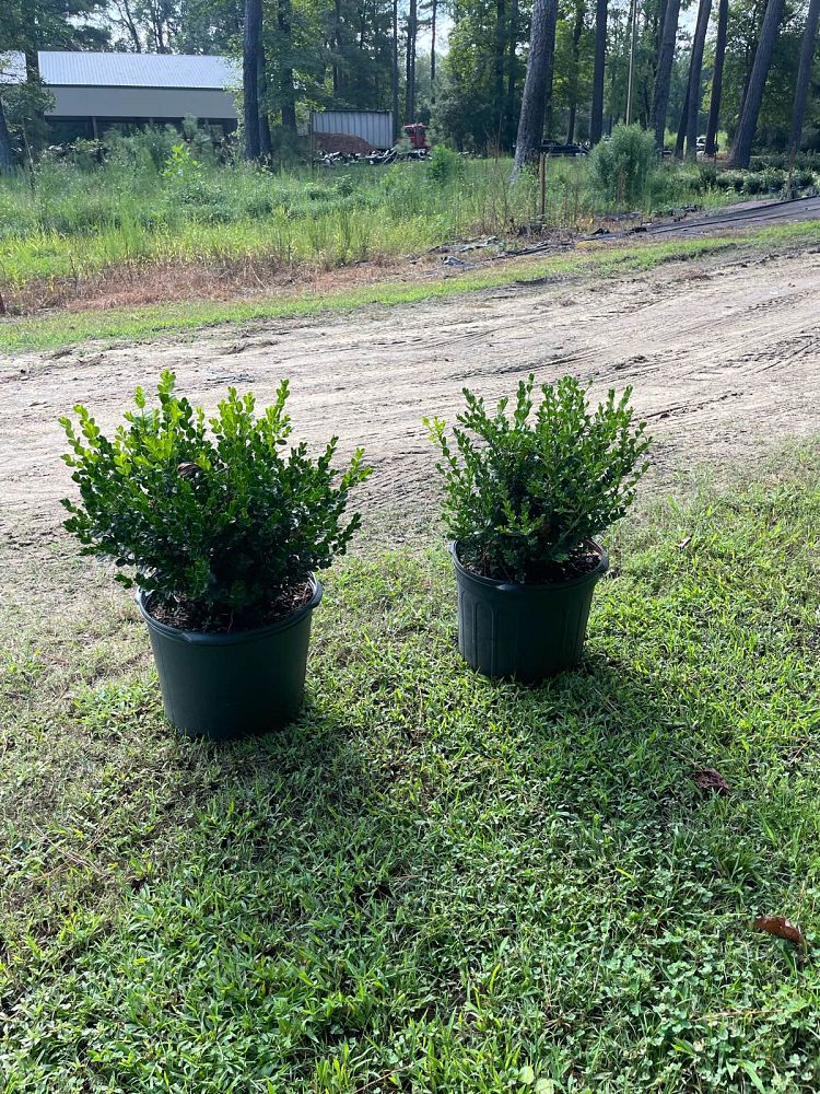 buxus-microphylla-wintergreen-littleleaf-boxwood