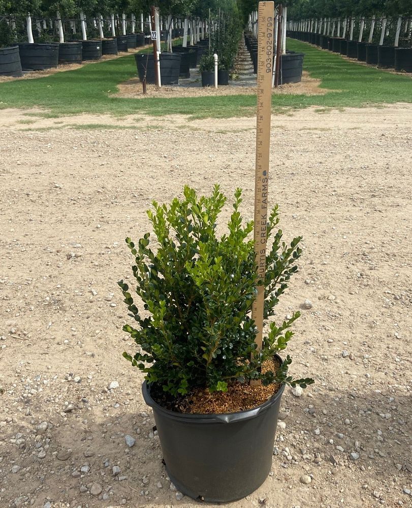 buxus-microphylla-wintergreen-littleleaf-boxwood