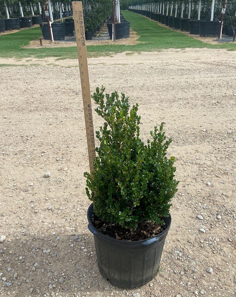 buxus-microphylla-wintergreen-littleleaf-boxwood