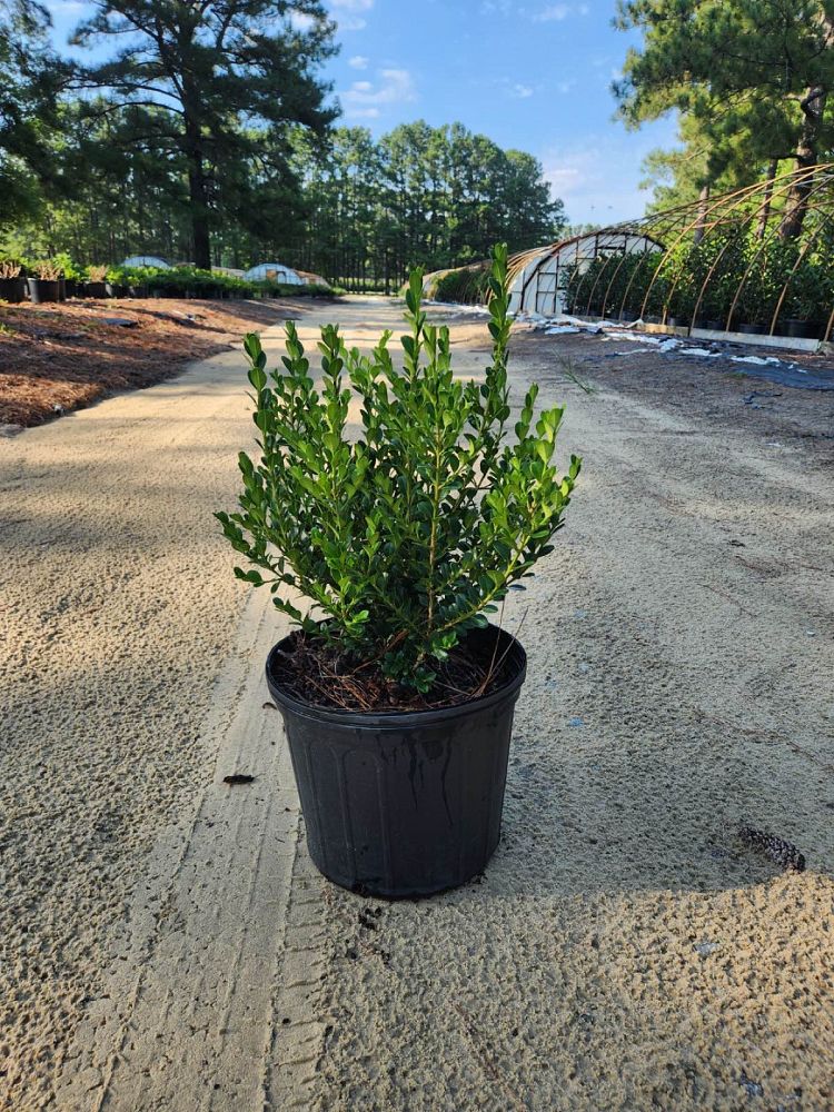 buxus-microphylla-wintergreen-littleleaf-boxwood