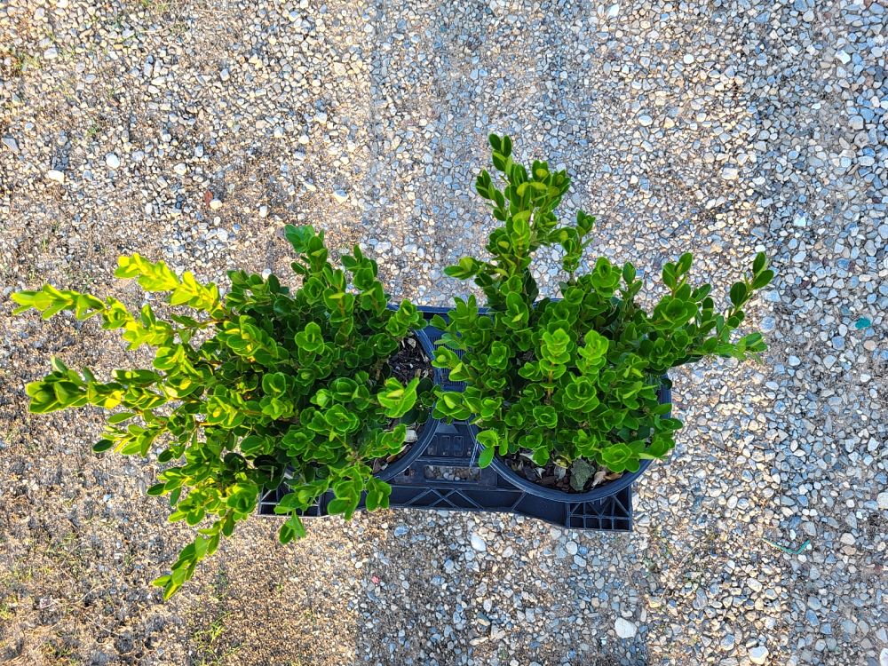 buxus-microphylla-wintergreen-littleleaf-boxwood