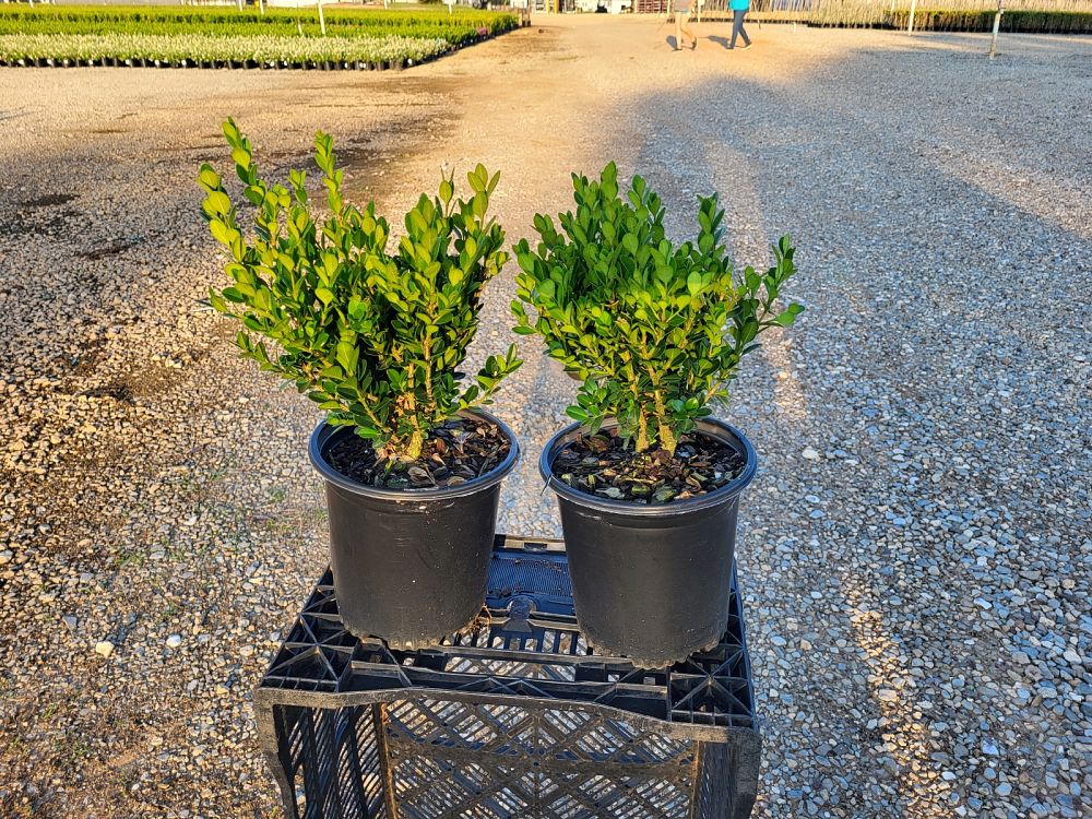 buxus-microphylla-wintergreen-littleleaf-boxwood