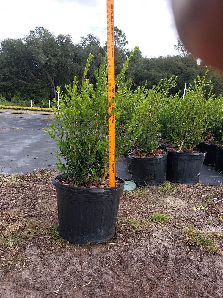 buxus-microphylla-wintergreen-littleleaf-boxwood