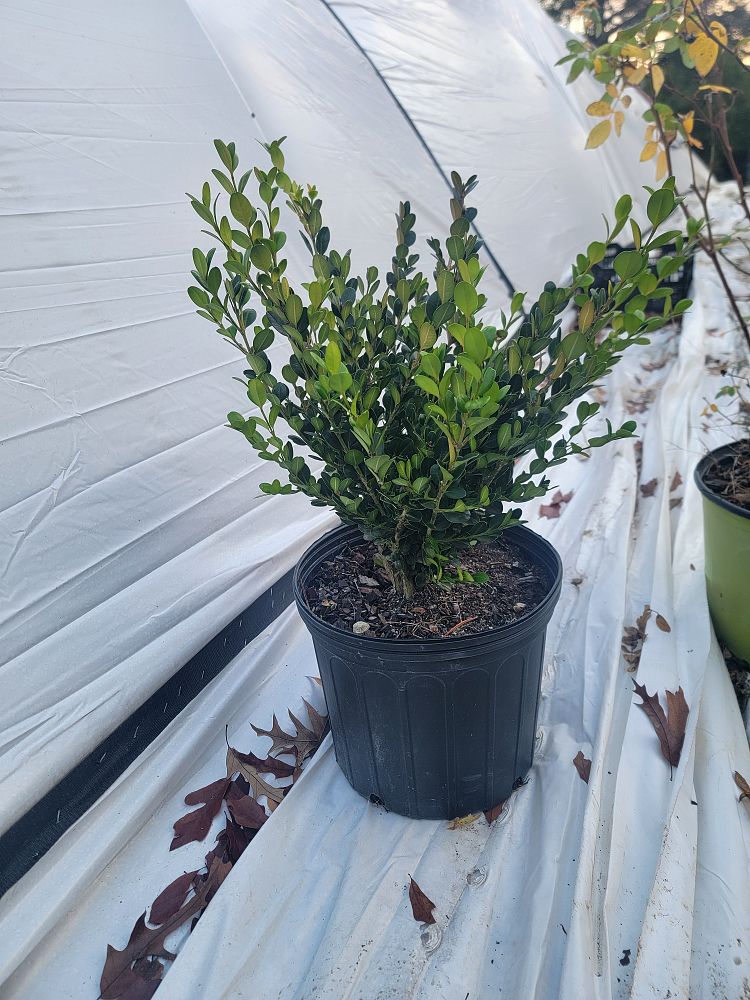 buxus-microphylla-wintergreen-littleleaf-boxwood