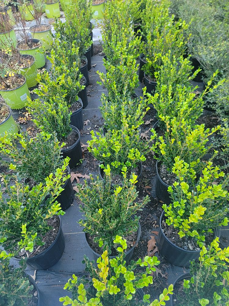 buxus-microphylla-wintergreen-littleleaf-boxwood