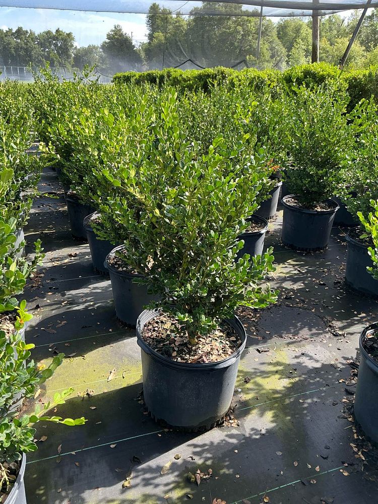 buxus-microphylla-wintergreen-littleleaf-boxwood