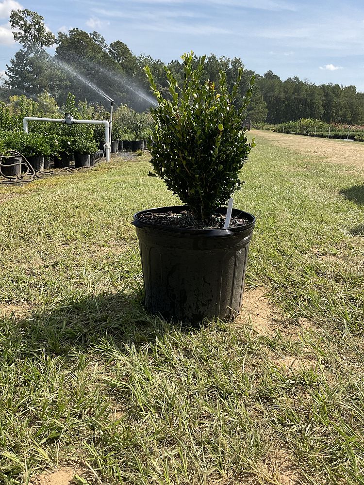 buxus-microphylla-wintergreen-littleleaf-boxwood