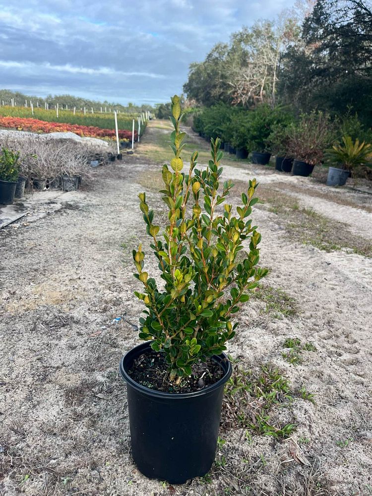 buxus-microphylla-wintergreen-littleleaf-boxwood