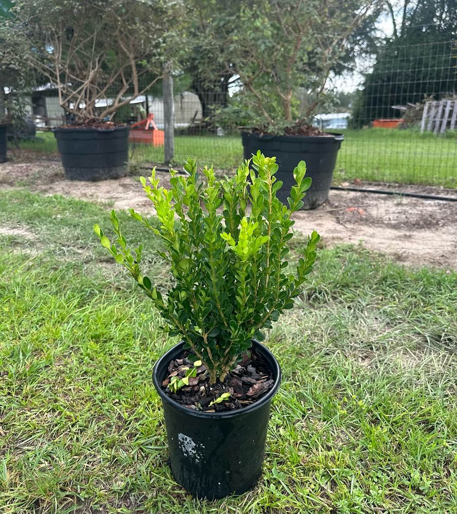 buxus-microphylla-wintergreen-littleleaf-boxwood