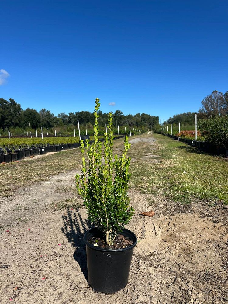 buxus-microphylla-wintergreen-littleleaf-boxwood