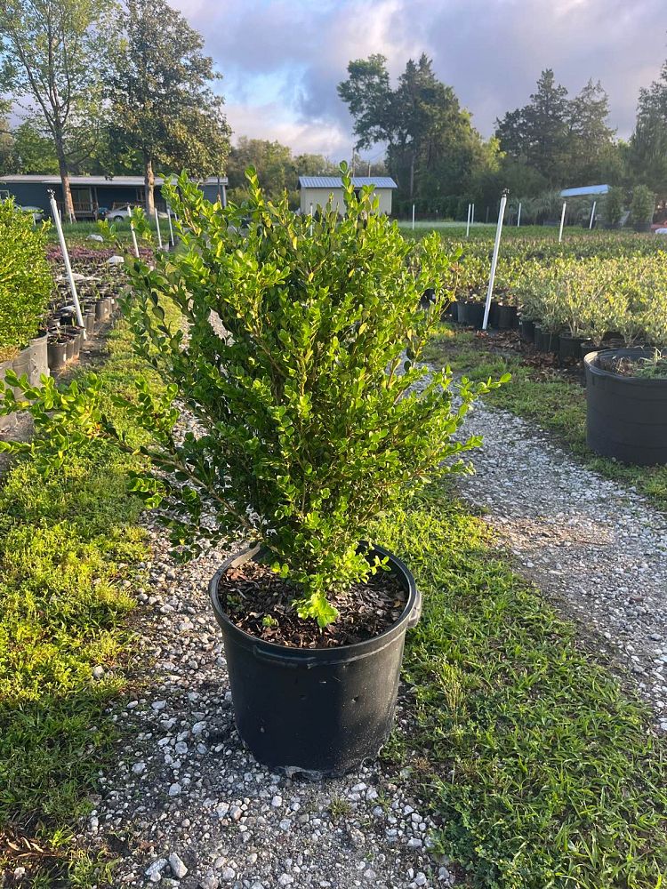 buxus-microphylla-wintergreen-littleleaf-boxwood