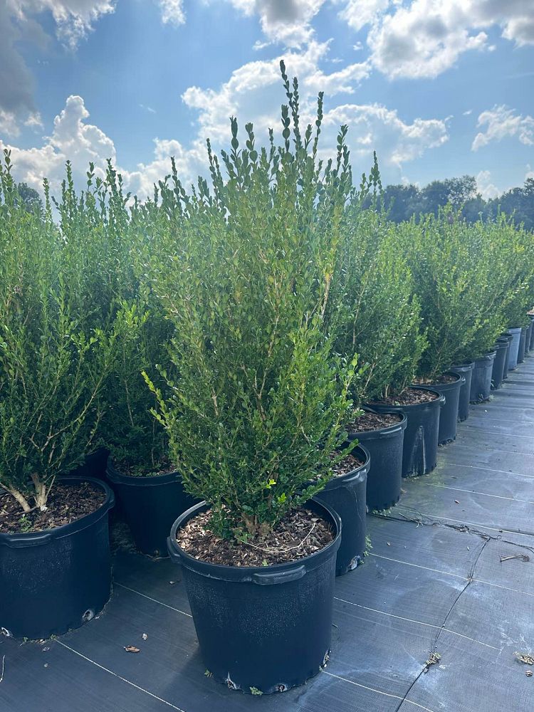 buxus-microphylla-wintergreen-littleleaf-boxwood